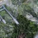 QIANYUN Boxwood Topiary Bush -Artificial Topiary for Outdoors-Evergreen Plants Topiary Ball Tree UV-Resistant 2-Pack for Front Porch Garden Yard Balcony Decor