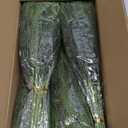 40 Pcs Real Touch Norfolk Pine Branches, Artificial Christmas Green Plants Branch Faux Greenery Stem Fake Pine Picks for Vase DIY Crafts Garland Wreath Xmas Indoor Outdoor Decor(18 Inches)