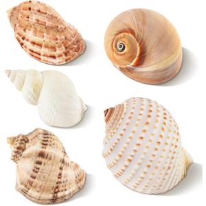5PCS Hermit Crab Shells Large Medium Size | Natural Sea Conch Size 2.8" - 4.5", Opening Size 1.6" - 3.6" | Turbo Seashells for Hermit Crab Supplies Beach Home Crafts Decor