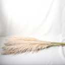 40" inch Natural Pampas Grass
