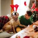 Lionet Paws Cotton Christmas Dog Bandanas,Red Green Grid Comfortable Dog Bandana Bibs Scarf Dogs Kerchief,Autumn Scarves for Small Medium Dogs Pets (Small (Pack of 1))