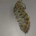 Aquarium Skull Animal Skeletons, Reptile Tank Accessories, Fish Tank Decorations for Amphibians, Betta Fish, Shrimp, Hermit Crab, Leopard Gecko