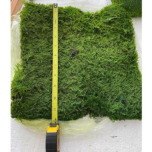 Preserved Sheet Moss Natural Green Decorative Real Natural Green DIY Kit Gardenning Art Wall Decor Florist Decor Easter Table Decor Wedding 2 sq.ft.Green-B