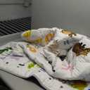 Baby Play MatThick Soft 47" X 47" Playpen mat, Non-Slip and Machine Washable Baby Play Mats for FloorCrawling Mat for Babies, Toddlers & Infants to Play and Learn (Animal Alphabet-A)