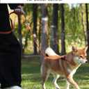 3 x Joytale Tangle-Free Slip Leads for Dogs, 6 FT Slip Leash with Padded Double Handle, Reflective Nylon Training Leash for Small Medium Dogs 15-40 Lbs, Orange