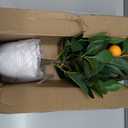 Artificial Potted Plants 16.1 inches Fake Orange Tree Artificial Citrus Fruit Plant with White Pot Faux Plants Indoor for Home,Office, Living Room Table, Desk