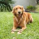 Nylabone Healthy Edibles WILD Natural Longer-Lasting Chew Treats, Venison Flavor, Large Dogs Up to 50 lbs - Made in USA (1 Count) (EXP 11/20/28)