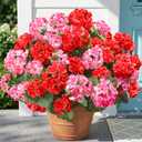 Fake Geraniums Artificial Flowers for Outdoors, 6 Bundles Silk Geraniums Flowers Realistic UV Resistant Fake Plants Faux Flowers for Outside Planters Front Door Garden Balcony Yard Porch Indoor, Mix