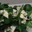 Mavee 28.8ft Artificial Wisteria Vine Garland (4x7.2ft), Silk Hanging Flowers Decor for Wedding Arch, Home Floral Arrangements - White