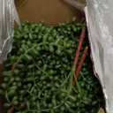 CEWOR 4pcs Fake Hanging Plants, String of Pearls Artificial Hanging Succulents Greenery Wall Backdrop Decor, Artificial Plants Indoor for Home Garden Outdoor Decoration