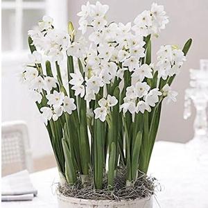 40 Ziva Paperwhites Ready to Grow!- Indoor Narcissus: Narcissus Tazetta: Nice, Healthy Bulbs for Holiday Forcing!!