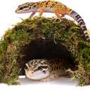 Reptile Hides and Caves  Leopard Gecko Tank Accessories, Natural Dome Reptile Cave & Shelter, Gecko Tank Accessories & Hermit Crab Shelter, Hamster Cage Accessories