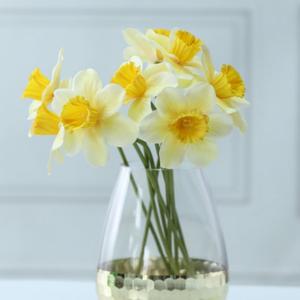 6Pcs Artificial Daffodil Flowers, 15 inch Length Silk Narcissus Fake Flowers, Light Yellow Faux Daffodils Bouquet Floral Arrangement for Home Party Wedding Office Store Decor