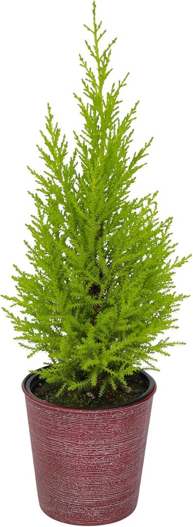 Miniature Festive Lemon Cypress Tree with Decorative 4.25" Pot Cover, Live Plant Gift for Holidays, Easy Care Live Houseplants for The Holidays by Plants for Pets