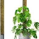 DUSPRO 59 D-Shape Moss Pole for Climbing Plants Monstera Moss Plant Pole Handmade Moss Stick for Indoor Plants Grow Upward (59'', 1pc.)