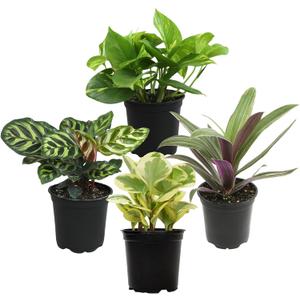 Essential Houseplant Collection (4PK) Live Plants Indoor Plants Live Houseplants in Plant Pots, Easy House Plants Indoors Live, Snake Plant, Pothos in Potting Soil, Clean Air Plants by Plants for Pets