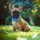 Blue Boy Dog Collar with Bow, Bling Male Bowtie Dog Collar for Puppy Small Medium Dogs, Cute Dog Collar for Daily Walking or Holiday Party (Neck fit 11-16)