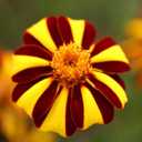 6 x 100+ Seeds French Marigolds Mr. Majestic - Flower Brown