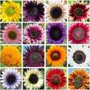 200+ Sunflower Seeds Mix - 15+ Varieties Heirloom, Non-GMO Bulk Pack for Indoor Outdoor Gardens Perennial, Set of 5