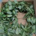 HyeFlora 5PCS Artificial Eucalyptus Leaves Stem Plants for Spring Decor, 32.7 inch Fake Leaves Greenery Branches Green Shrubs Silk Faux Foliage DIY Stems for Festival Home Kitchen Farmhouse(Green)