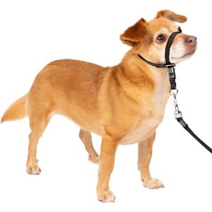 PetSafe Gentle Leader Headcollar No-Pull Dog Collar - Helps Improve Walks - Durable Nylon Construction - Padded Nose Loop - Adjustable Fit - Comfort Walking Halter - Petite, Black