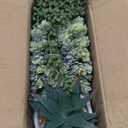 Set of 3 Assorted Small Potted Succulent Plants Fake Aloe String of Pearls Hops Succulents in Gray Geometric Concrete Ceramic Pots for Gifts Modern Home Office Desk Table Indoor Outdoor Greenery Decor