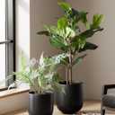 LE TAUCI 10 Inch Plant Pot, Ceramic Pots for Plants with Drainage Hole and Rubber Plug, Plant Pots Indoor for Olive Tree, Cylinder Planter Pot for Home Patio Office, Black