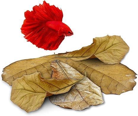 25 Pack Large Catappa Indian Almond Leaves for Bettas, 7-9 Inches, Effortless Water Conditioning, Great Values, Help Bettas and Tropical Fish Thrive