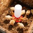 Chick Feeder and Waterer Set, 7-Piece Chick Supply with Feeder, Chick Waterer and Chick Perch, Chick Starter Kit for Small Poultry Ducks Quail