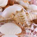 Super Z Outlet Sea Shells Mixed Beach Seashells - Various Sizes up to 2" Shells -Bag of Approx. 50 Seashells