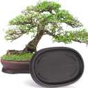 Pinkunn 2 Pack Bonsai Humidity Tray Drip Tray Plastic Plant Water Catcher Plant Saucers for Indoors and Outdoors Cactus, Succulents, Bonsai Tree, Stone Not Included (12.7 x 8.3 Inch)