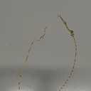 Gold Plated Necklace 24k