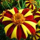6 x 100+ Seeds French Marigolds Mr. Majestic - Flower Brown