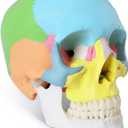 Painted Human Skull Model, Life Size Replica Medical Anatomy Adult Model with Removable Skull Cap and Articulated Mandible, Full Set of Teeth, 3-Part Didactic Skull Anatomical Model