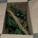 39pcs Jungle Theme Party Decorations 1 10ft Natural Moss Rope 1 10ft Artificial Rattans 36 Tropical Palm Leaves Ivy Fake Vines for Indoor Outdoor Tropical Rainforest Safari Rattan Party Decor