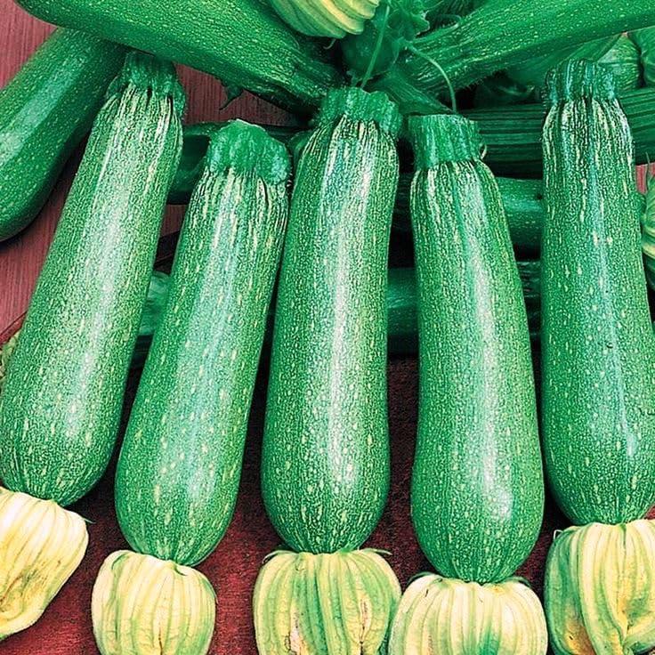 8 x 30+ Seeds Zucchini Sungreen - Vegetable Green