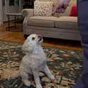 Exclusively Dog Chewy Training Treats Savory Chicken Flavor Grain Free Gluten Free, 100% sourced and Made in The USA, 6 oz. (EXP 02/01/26)