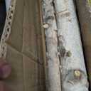 5 Pcs White Birch Poles 4 ft 1.5-2.5" Diameter Natural Wood Sticks