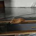 Heimlove 36 Inch Floating Shelves for Wall,Thicker and Deeper Wall Shelves Mounted Storage & Display Wood Shelf,Hanging Shelf for Bedroom Living Room Kitchen Office,Set of 2,Black