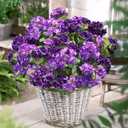 Artificial Geranium Fake Flowers for Outdoors Decoration, 6 Bundles Silk Geraniums Flower UV Resistant Look Real Faux Plants for Front Door Garden Porch Planter Patio Balcony Yard Indoor Home, Mix