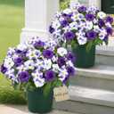 MARTINE MALL Artificial Flowers for Outdoors, 2 Potted Realistic Fake Outdoor Flowers, UV Resistant Silk Petunia Flower for Outside Look Real Faux Flower Plants in Pot for Porch Garden Decor, 20''