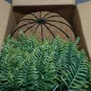 2 Set Artificial Hanging Fern Plants Outdoor Fake Hanging Ferns Planter, UV Resistant Faux Fern Plant Baskets for Outdoors Patio Garden Home Decor (Plastic, 2)