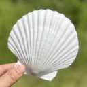 SEAJIAYI 10 PCS Large Scallop Shells 4-5 inch Natural White Scallop Shells from Sea Beach for DIY Craft Decor