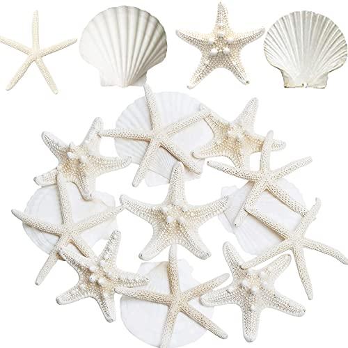 JQAQJU 3-4 Inches Large Starfish and Scallop Shells for Crafts 12PCS, Natural Beach Sea Shells for Crafting, Baking Shells Perfect for White Christmas Decor Beach Party Wedding Fishtank DIY Crafts JQAQJU 3-4 Inches Large Starfish and Scallop Shells for Crafts 12PCS, Natural Beach Sea Shells for Crafting, Baking Shells Perfect for White Christmas Decor Beach Party Wedding Fishtank DIY Crafts