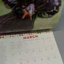 How to Speak Chicken Wall Calendar 2025: A Year of Chickens Doing What They Do and Saying What They Say