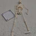 breesky Human Skeleton Model for Anatomy: 17 Human Skeleton Model with Movable Arms and Legs - Scientific Model for Study and Display