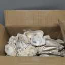 Stonechic 60PCS Oyster Shells 4"-5" Oyster Shells Bulk Large Oyster Shells for Home Decor Vase Filler, Ornaments, DIY Arts and Crafts Sea Shells, Deeper Shells