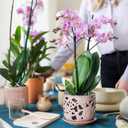 HERDUK Ceramic Orchid Pot, Orchid Pots with Drainage Holes & Saucer 6.5 Inch,Orchid Pot for Repotting Indoor, Orchid Containers with Precise Aeration & Drainage