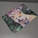 Akita Calendar 2026 Wall Monthly Akitas Gifts For Akita Lovers Women Men Mom Dad | American Made In The USA