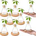 6Pcs Small Avocado Seed Starter Vase with Bamboo Base Avocado Tree Growing Vase Kit Avocado Seed Sprout Starter Vase Planter Pot Easy Seed Gift Plant Glass for Acorn Garlic Vines Root Seeds